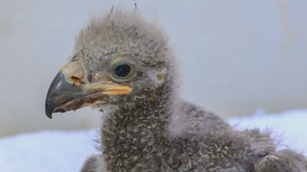 Close-up of a fluffy gray bird chick with a yellow-tinted beak and dark eye.