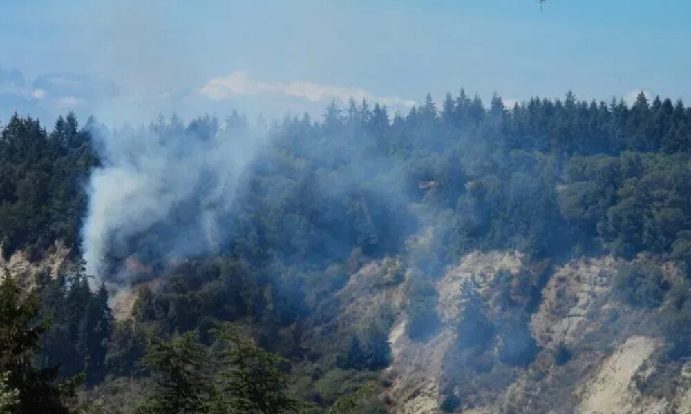 Forested hillside with smoke plumes rising from a wildfire among evergreen trees on a sunny day, blue sky above.
