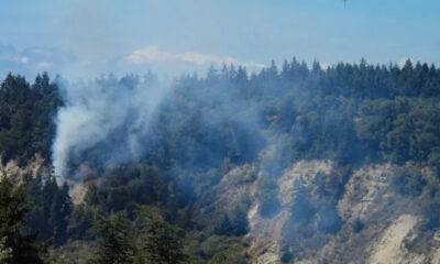 Forested hillside with smoke plumes rising from a wildfire among evergreen trees on a sunny day, blue sky above.