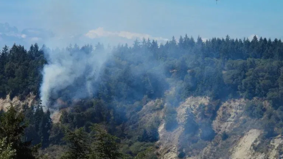 Forested hillside with smoke plumes rising from a wildfire among evergreen trees on a sunny day, blue sky above.