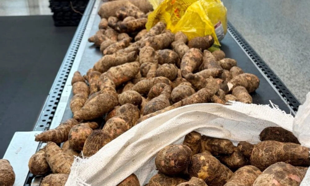 Pile of taro roots on a processing conveyor with a yellow bag in the background, ready for washing/packing in a market setting.