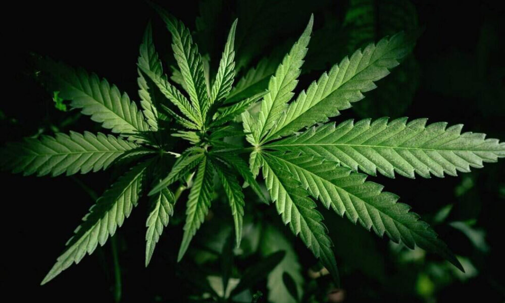 Close-up of a green cannabis leaf with serrated edges against a dark background.