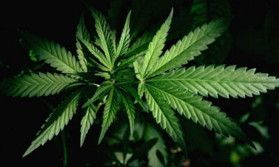 Close-up of a green cannabis leaf with serrated edges against a dark background.