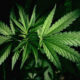 Close-up of a green cannabis leaf with serrated edges against a dark background.