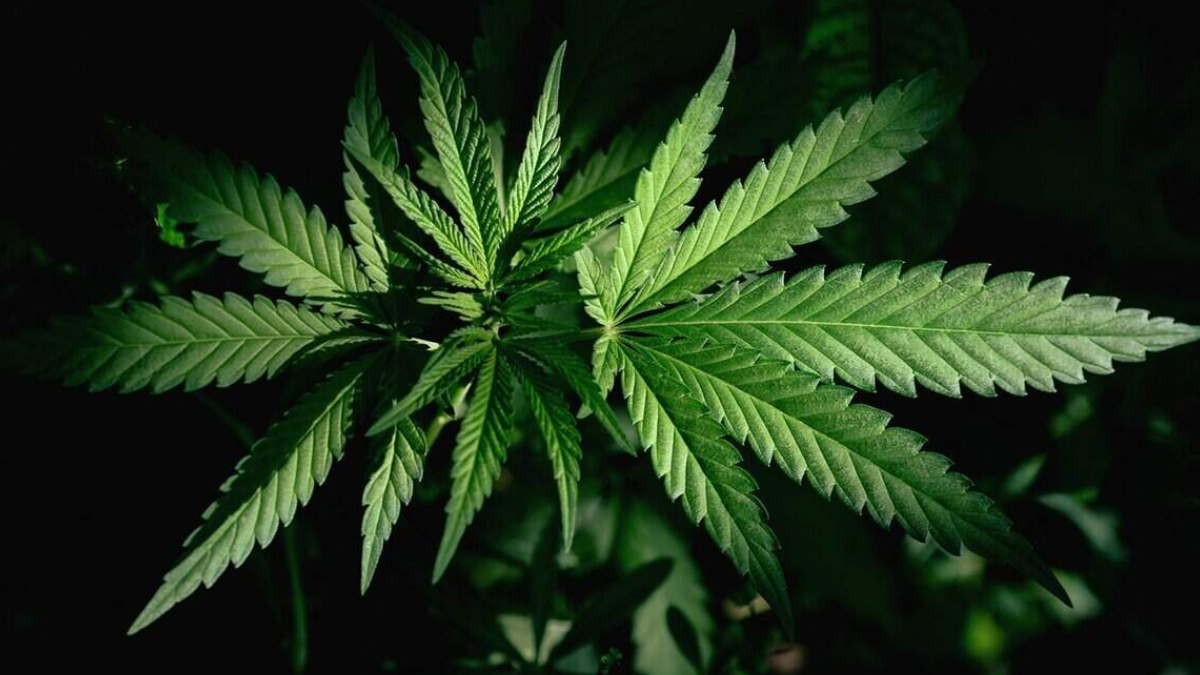 Close-up of a green cannabis leaf with serrated edges against a dark background.