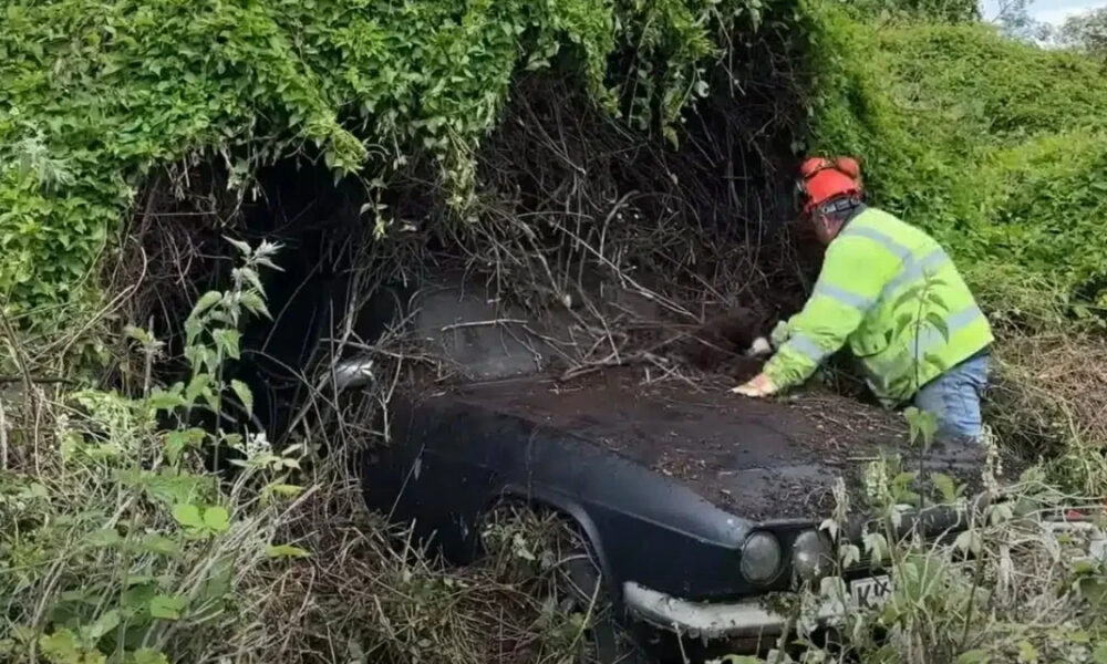 Worker in a high-visibility jacket and helmet clearing ivy from a black, vintage car that’s partly buried by dense bushes.