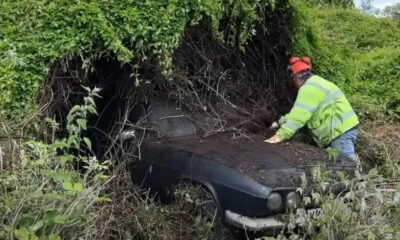 Worker in a high-visibility jacket and helmet clearing ivy from a black, vintage car that’s partly buried by dense bushes.