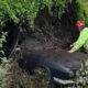 Worker in a high-visibility jacket and helmet clearing ivy from a black, vintage car that’s partly buried by dense bushes.
