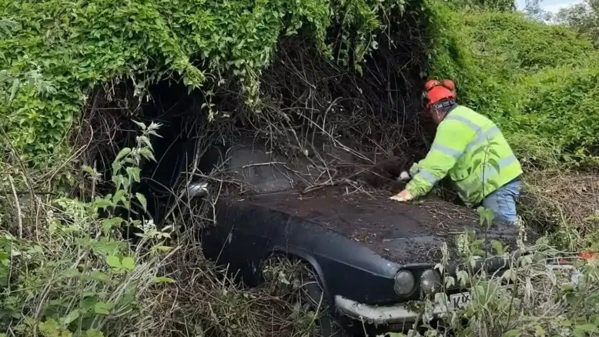 Worker in a high-visibility jacket and helmet clearing ivy from a black, vintage car that’s partly buried by dense bushes.