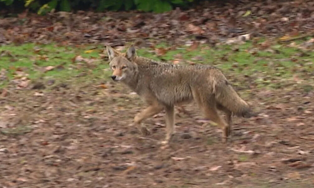Coyote walking across a leaf-covered yard, facing left.