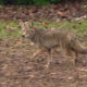 Coyote walking across a leaf-covered yard, facing left.
