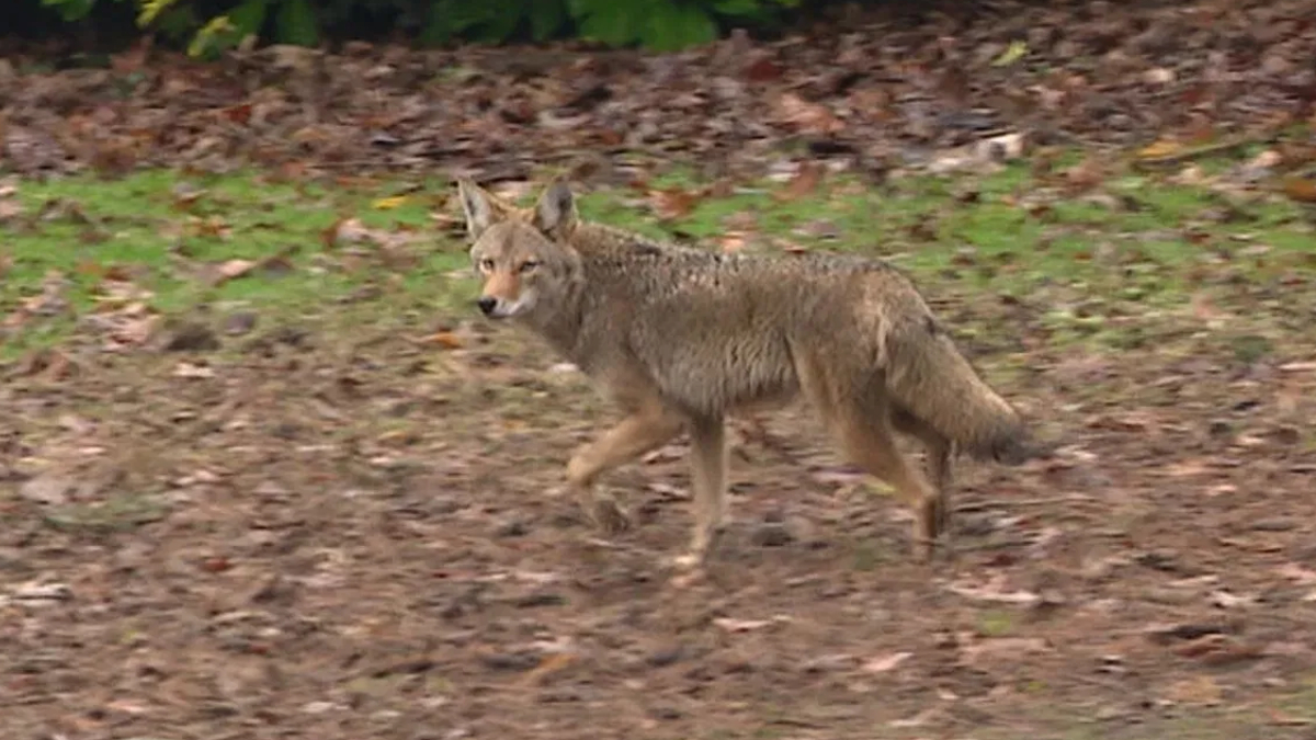 Coyote walking across a leaf-covered yard, facing left.