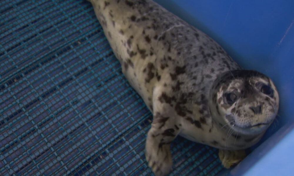 Seal pup resting at the edge of a blue plastic tub with a blue grated floor, looking at the camera.