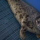 Seal pup resting at the edge of a blue plastic tub with a blue grated floor, looking at the camera.