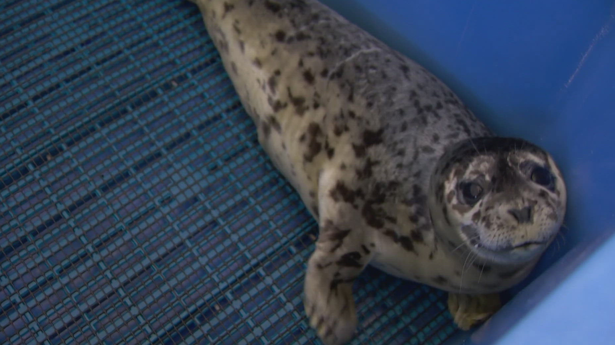 Seal pup resting at the edge of a blue plastic tub with a blue grated floor, looking at the camera.