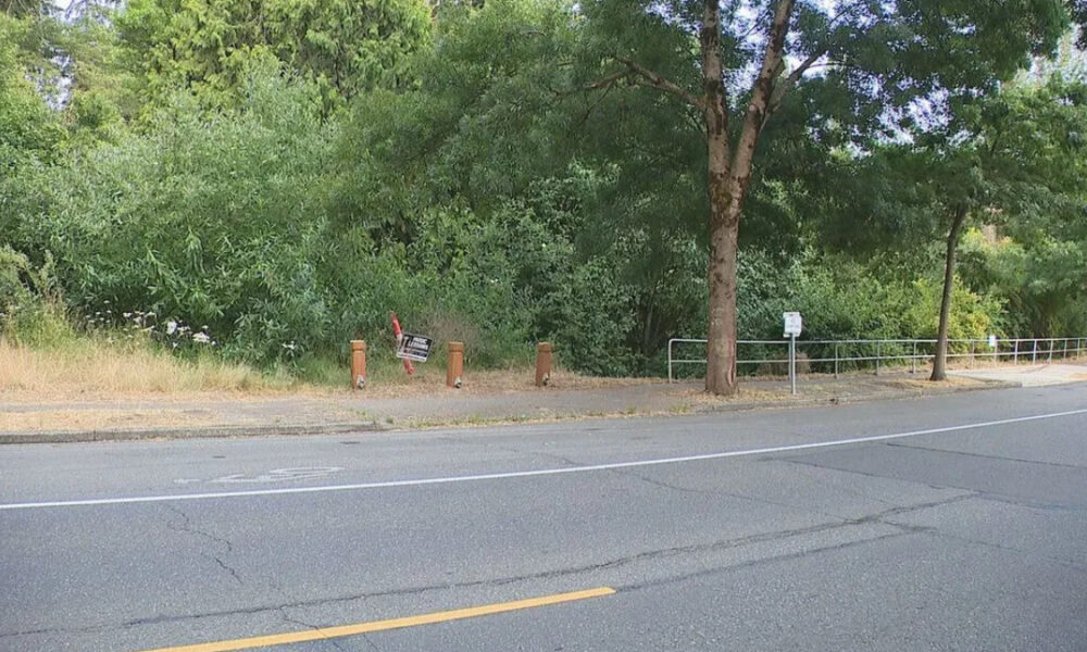 Sidewalk beside a road with overgrown bushes and a leaning small sign among orange bollards.