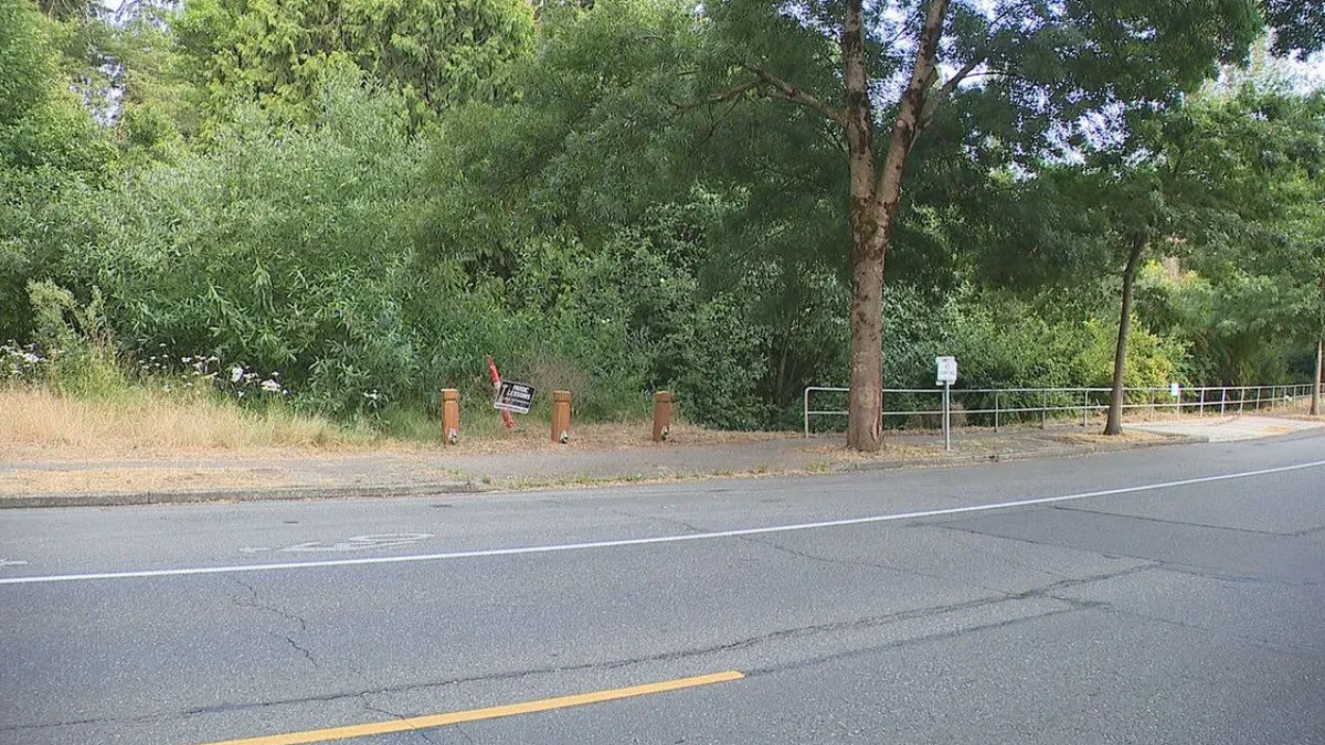 Sidewalk beside a road with overgrown bushes and a leaning small sign among orange bollards.