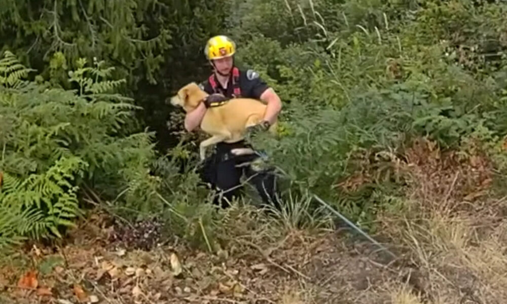 Firefighter in a yellow helmet carries a tan dog through dense brush during a rescue.