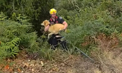Firefighter in a yellow helmet carries a tan dog through dense brush during a rescue.