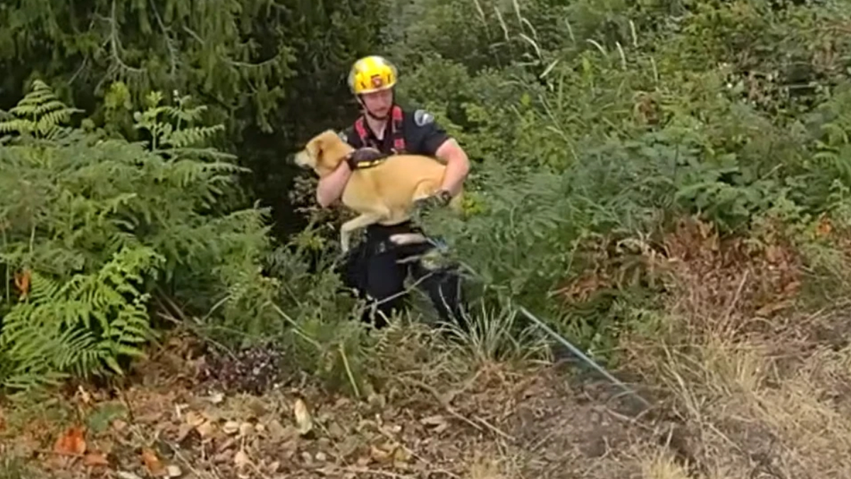 Firefighter in a yellow helmet carries a tan dog through dense brush during a rescue.