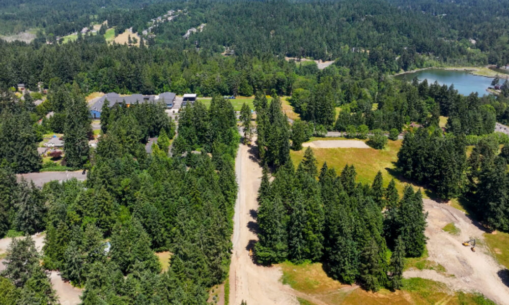 Aerial view of a pine forest with a straight dirt road running through the trees and a lake visible in the distance.