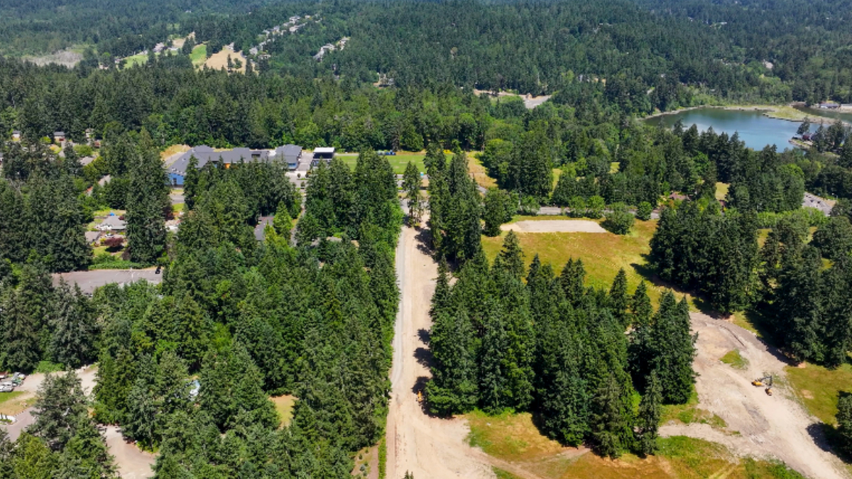 Aerial view of a pine forest with a straight dirt road running through the trees and a lake visible in the distance.