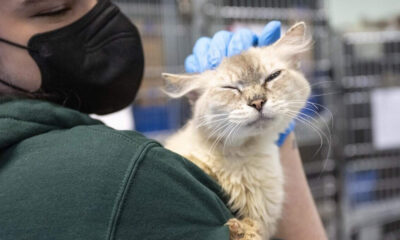 Caregiver in a black mask and green hoodie comforts a fluffy cat with closed eyes in a shelter setting with cages in the background.