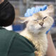 Caregiver in a black mask and green hoodie comforts a fluffy cat with closed eyes in a shelter setting with cages in the background.