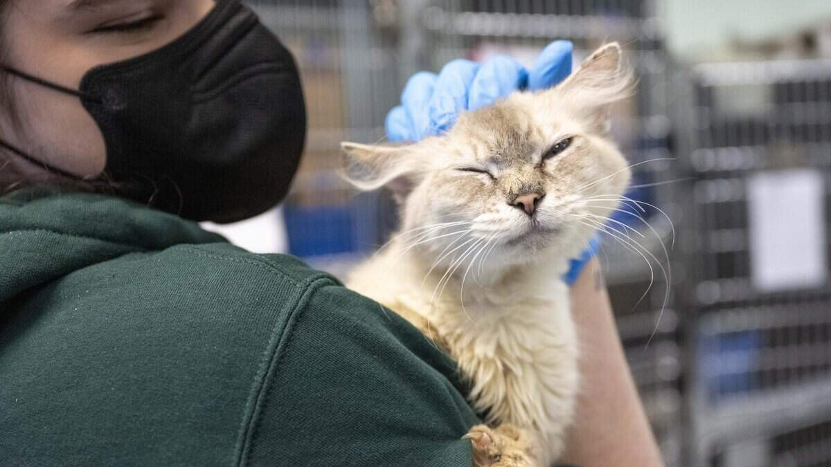 Caregiver in a black mask and green hoodie comforts a fluffy cat with closed eyes in a shelter setting with cages in the background.