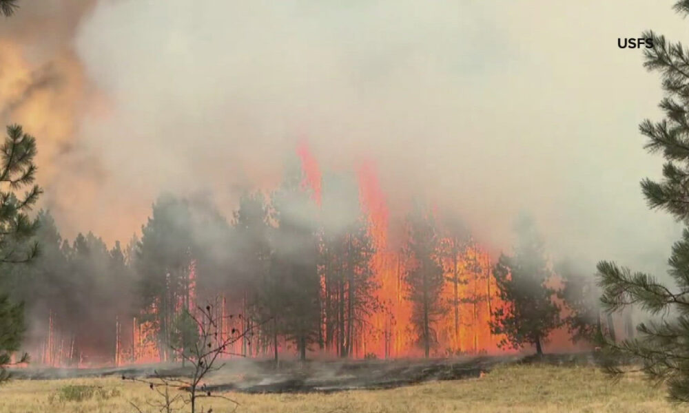 Wildfire burning a pine forest with tall orange flames and heavy smoke, USFS logo in the upper-right corner.