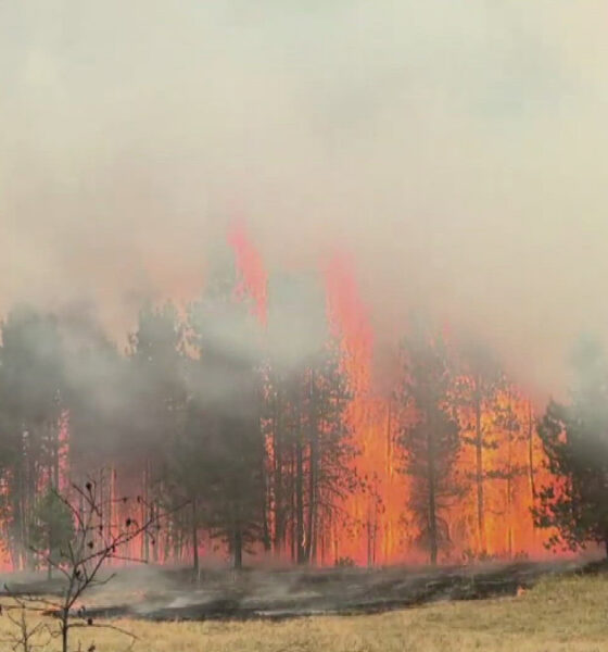 Wildfire burning a pine forest with tall orange flames and heavy smoke, USFS logo in the upper-right corner.