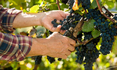 Hands pruning ripe dark grapes on a vine using shears in a sunny vineyard scene
