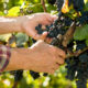 Hands pruning ripe dark grapes on a vine using shears in a sunny vineyard scene
