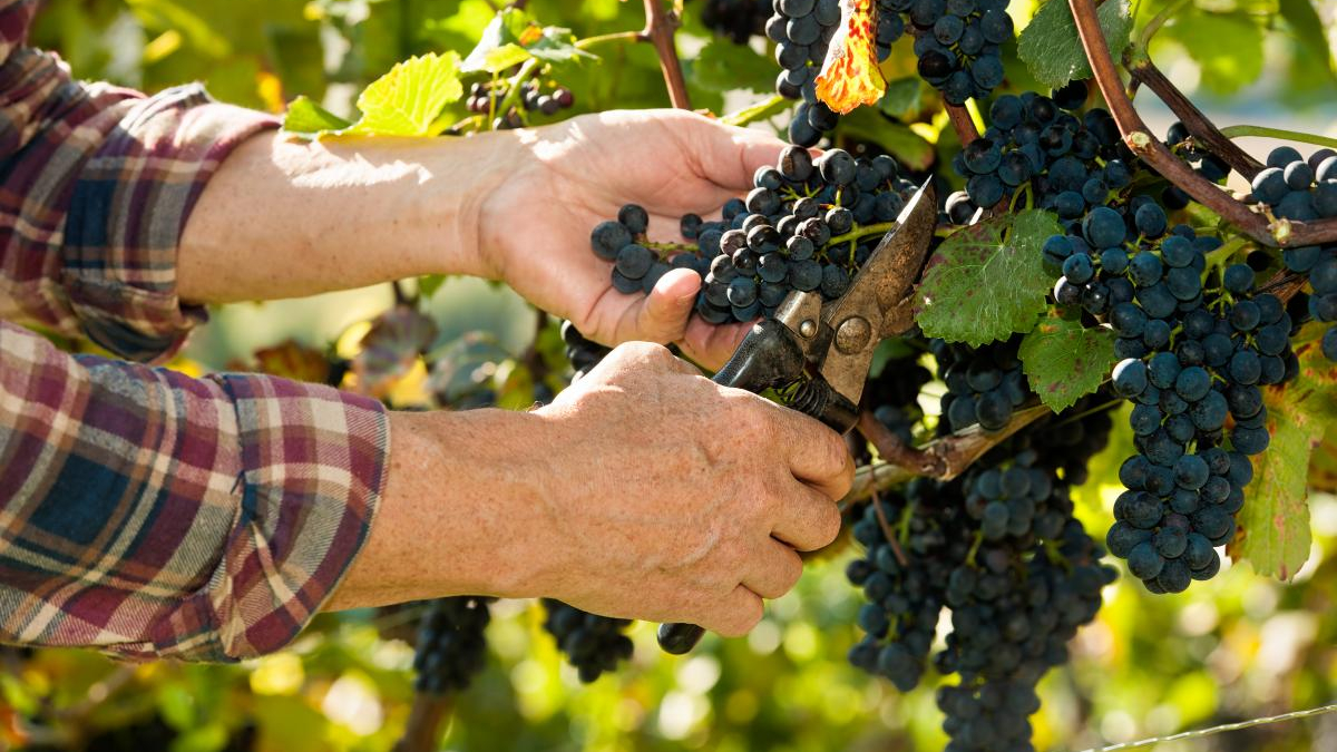 Hands pruning ripe dark grapes on a vine using shears in a sunny vineyard scene