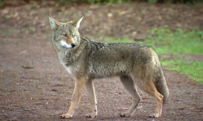 Coyote standing on a dirt path, looking to the left in a forested area.