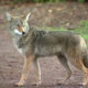 Coyote standing on a dirt path, looking to the left in a forested area.