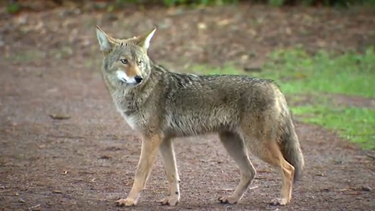 Coyote standing on a dirt path, looking to the left in a forested area.