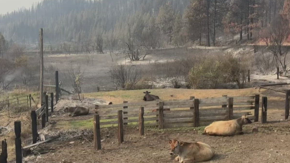 Cattle resting in a fenced, fire-damaged pasture with carbonized trees in the background.