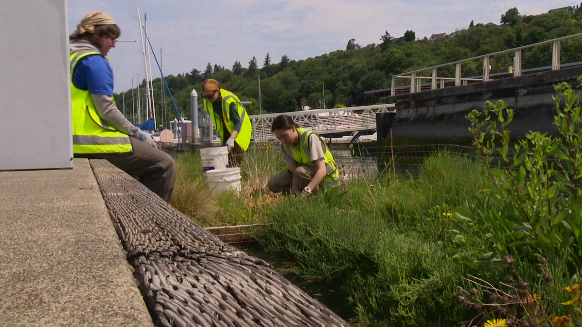 Three workers in hi-vis vests clean vegetation along a marina dock, buckets nearby by the water's edge.