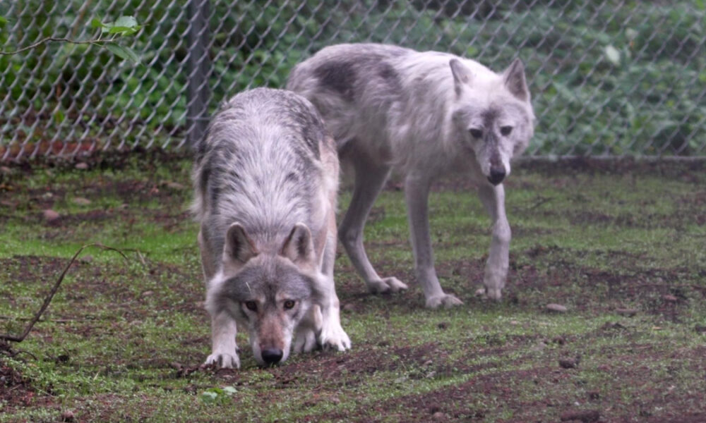 Two gray wolves in a chain-link fenced enclosure; one is sniffing the ground while the other stands nearby in the background.