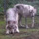 Two gray wolves in a chain-link fenced enclosure; one is sniffing the ground while the other stands nearby in the background.