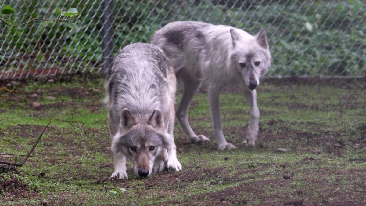 Two gray wolves in a chain-link fenced enclosure; one is sniffing the ground while the other stands nearby in the background.