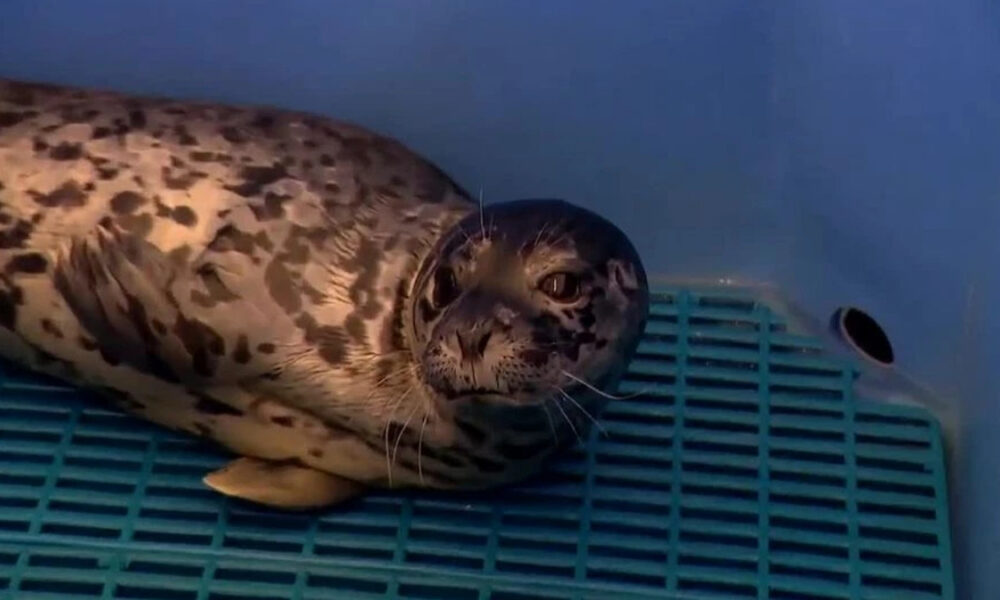 Seal with spotted coat resting on a blue plastic grate inside a container, looking at the camera.