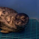 Seal with spotted coat resting on a blue plastic grate inside a container, looking at the camera.