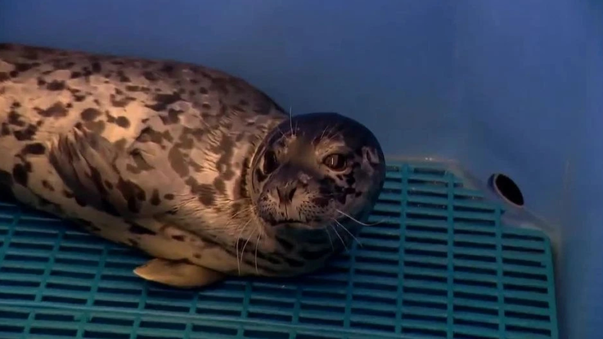 Seal with spotted coat resting on a blue plastic grate inside a container, looking at the camera.