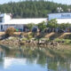 Roche Harbor waterfront with white buildings, trees, and calm harbor water reflecting the scene.