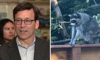 Left: man in suit and glasses speaking, with a woman in the background. Right: gray raccoon perched on a wooden railing in a garden.