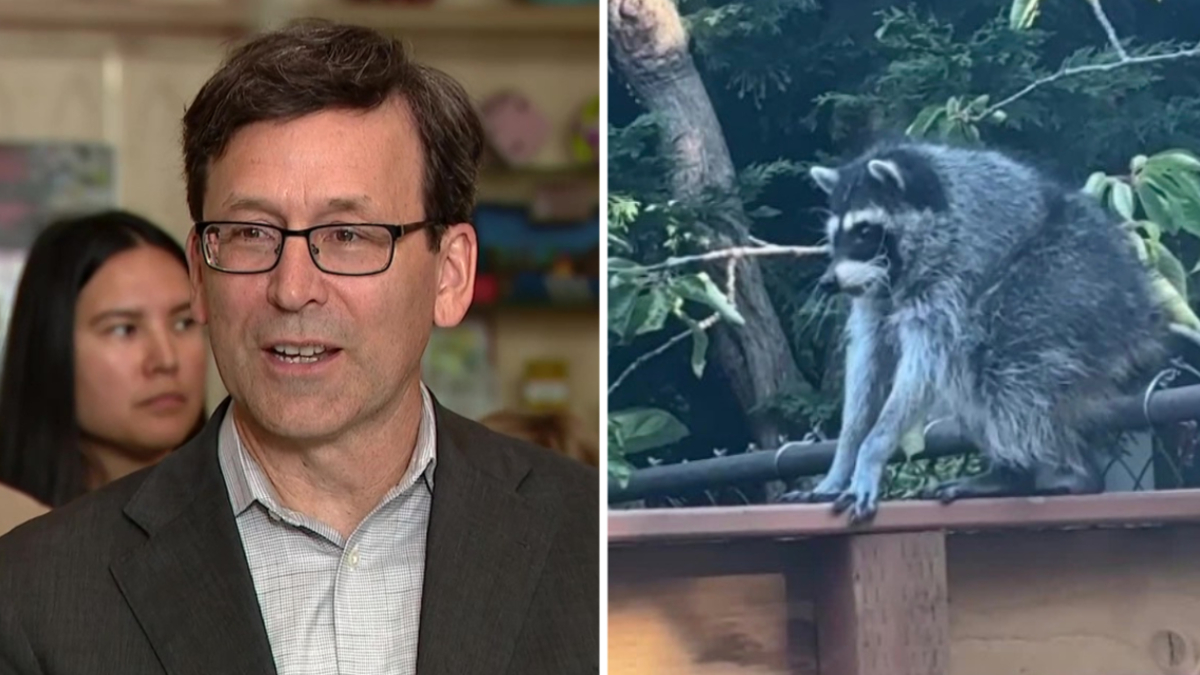 Left: man in suit and glasses speaking, with a woman in the background. Right: gray raccoon perched on a wooden railing in a garden.
