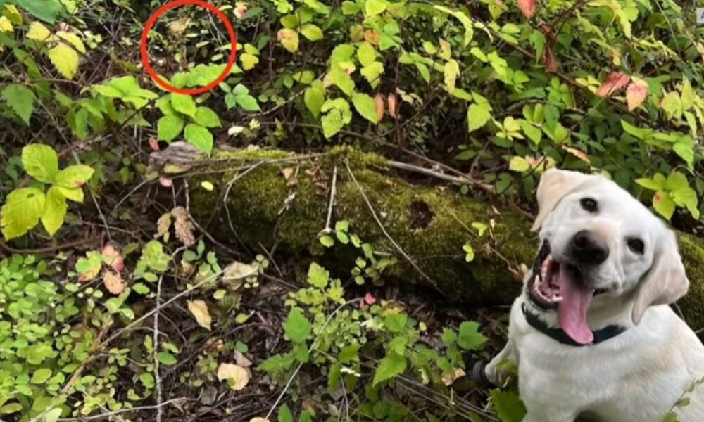 Dog in a leafy garden with a mossy log; a red circle highlights a small dark animal hidden among the leaves.