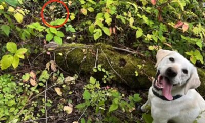 Dog in a leafy garden with a mossy log; a red circle highlights a small dark animal hidden among the leaves.